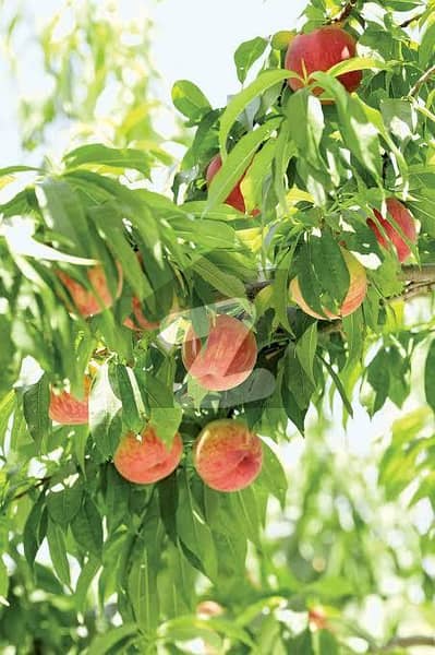 فتح جنگ روڈ اسلام آباد میں 10 کنال زرعی زمین 1.5 کروڑ میں برائے فروخت۔