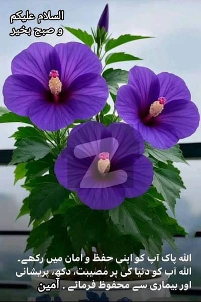 A Table Top Level Sun Facing Plot On 60 Ft Road