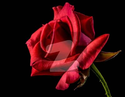 Ground and upper prosion for rent in Khota Kalan Near Market