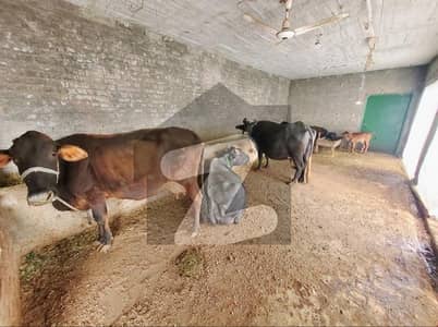 Dairy Farm for Rent Barki Road Lahore