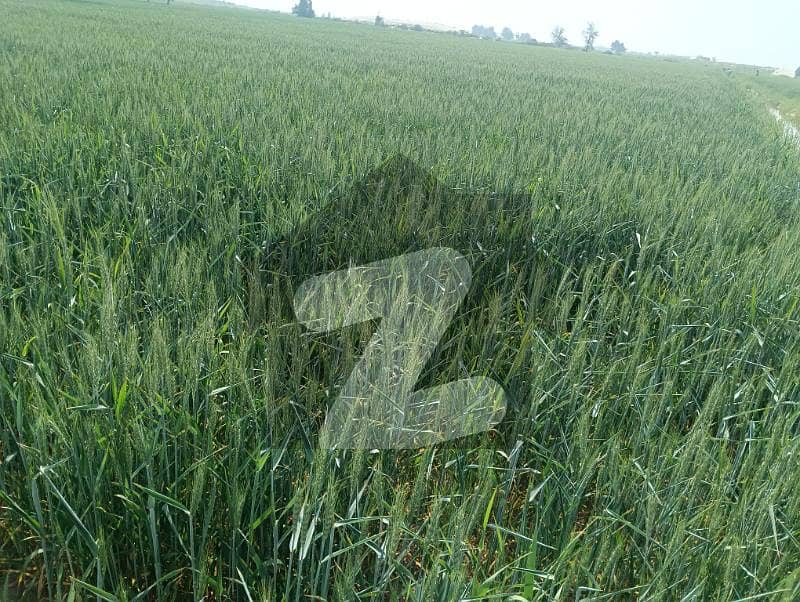 In Multan Bypass 6000 Kanal Agricultural Land For Sale In Multan Bypass 6000 Kanal Agricultural Land For Sale