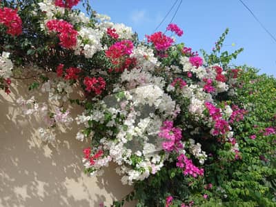 ڈی ایچ اے فیز 8 - زون ای ڈی ایچ اے فیز 8,ڈی ایچ اے ڈیفینس,کراچی میں 1 کنال رہائشی پلاٹ 8.3 کروڑ میں برائے فروخت۔