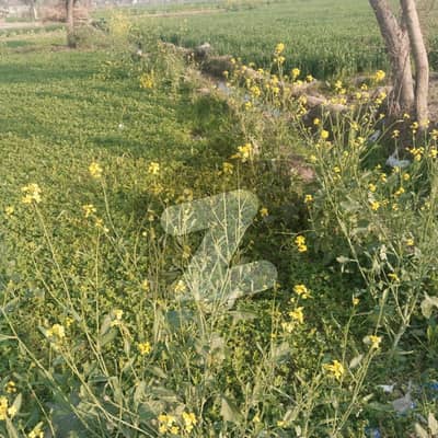 I sell 8 Kanal agricultural land in tehsil Chunian & Kot Radha Kishen. One Kanal to 10 acre land also available