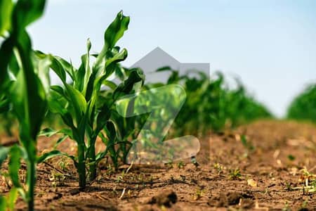 Agro Farm Land 5 Kanals Lush Green Location