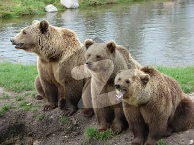 HOT LOCATION 5 MARLA PLOT AVAILABLE IN SECTOR 4 DHA RAHBAR