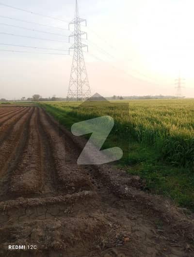 ملتان روڈ لاہور میں 225 کنال زرعی زمین 25.0 کروڑ میں برائے فروخت۔