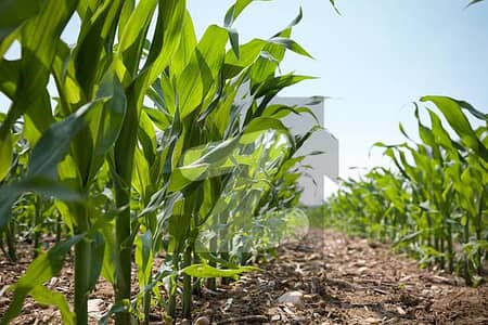 Farm house plot 5 kanals gated community all facilities available on spot