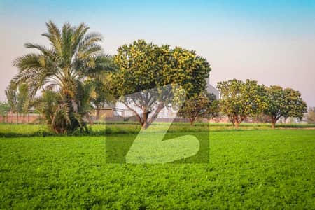Ideal 57 Acre Fully Agriculture Land for Sale at Nearby Samundri Road Faisalabad