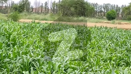 Ideal 65 Acre Agriculture Land For Sale For Investment at Near By Samundri Road Faisalabad