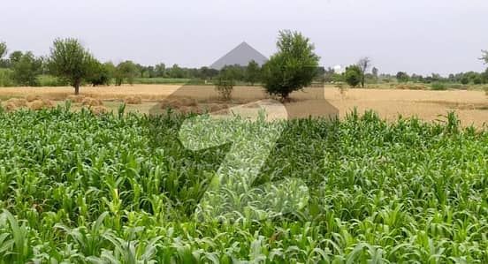 Ideal 100 Fully Agriculture Land for Sale Near Gojra Motorway Interchange Faisalabad