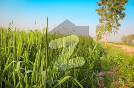 25 Acre Fully Agriculture Land For Sale For Investment At Link Gojra Road Faisalabad