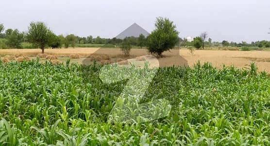 Ideal 50 Fully Agriculture Land For Sale at Link Gojra to Faisalabad Road (For Investment)