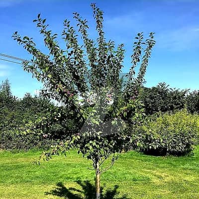 فتح جنگ روڈ اسلام آباد میں 10 کنال زرعی زمین 1.5 کروڑ میں برائے فروخت۔