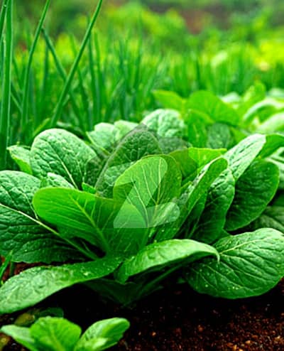 فتح جنگ روڈ اسلام آباد میں 2 کنال زرعی زمین 30.0 لاکھ میں برائے فروخت۔