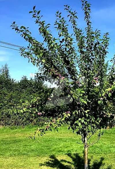 فتح جنگ روڈ اسلام آباد میں 300 کنال زرعی زمین 24.0 کروڑ میں برائے فروخت۔