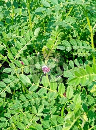 فتح جنگ روڈ اسلام آباد میں 16 کنال زرعی زمین 1.6 کروڑ میں برائے فروخت۔