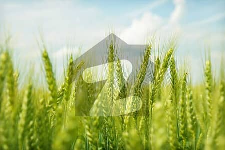 فتح جنگ روڈ اسلام آباد میں 20 کنال زرعی زمین 1.2 کروڑ میں برائے فروخت۔