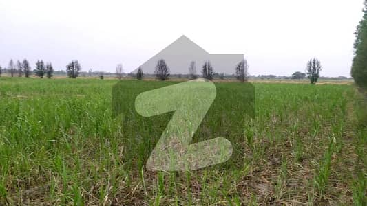 Prime 50 Acer Fully Agriculture Land For Sale At Near By Shahkot Faisalabad Road Punjab
