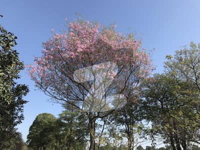 ڈی ۔ 12/2 ڈی ۔ 12,اسلام آباد میں 1 کنال رہائشی پلاٹ 13.25 کروڑ میں برائے فروخت۔