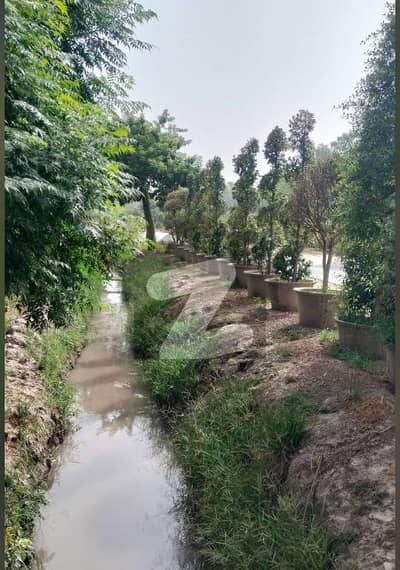 272 Kanal Agricultural Land For Sale Pattoki 272 Kanal Agricultural Land For Sale Pattoki