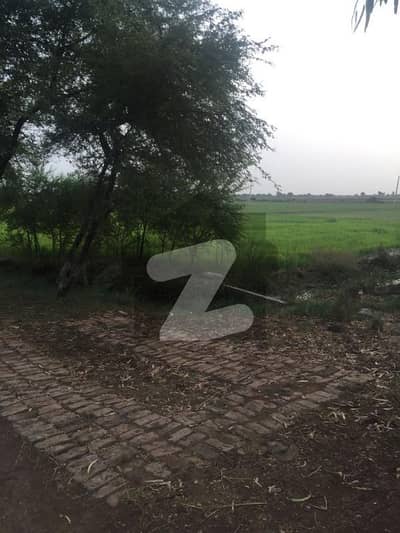 ملتان روڈ لاہور میں 320 کنال زرعی زمین 14.0 کروڑ میں برائے فروخت۔