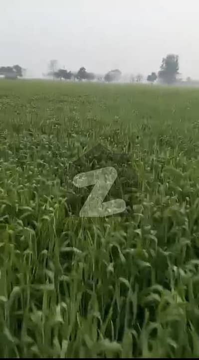 شیخوپورہ مُرِيدكے روڈ شیخوپورہ میں 320 کنال زرعی زمین 32.0 کروڑ میں برائے فروخت۔