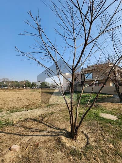 2.5 Kanal Plot Near Pine Avenue