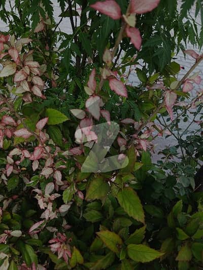 اے ڈبلیو ٹی فیز 2 اے ڈبلیو ٹی آرمی ویلفیئر ٹرسٹ,رائیونڈ روڈ,لاہور میں 3 کمروں کا 1 کنال بالائی پورشن 80.0 ہزار میں کرایہ پر دستیاب ہے۔