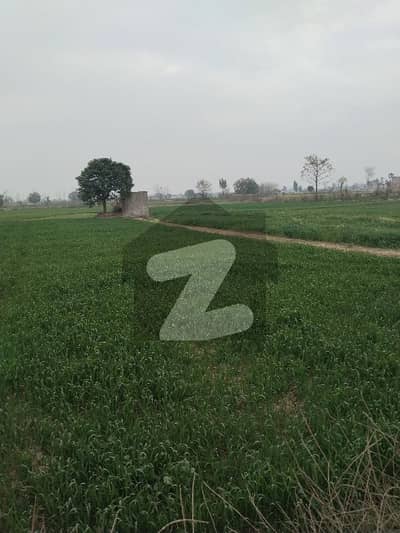 چھانگا مانگا قصور میں 240 کنال زرعی زمین 10.0 کروڑ میں برائے فروخت۔