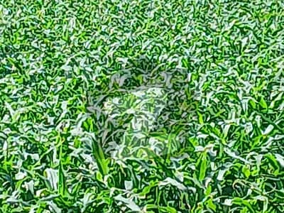 ابوظہبی روڈ رحیم یار خان میں 224 کنال زرعی زمین 98.0 کروڑ میں برائے فروخت۔