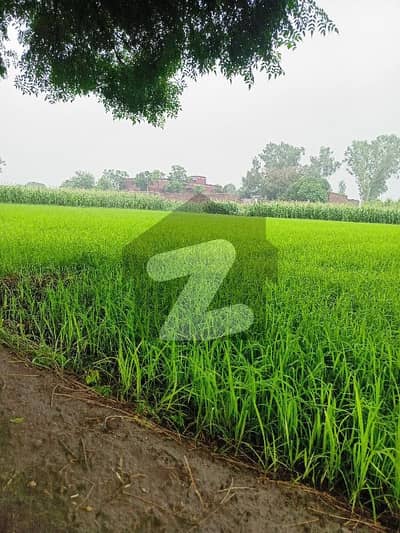 شرقپور روڈ لاہور میں 3 کنال زرعی زمین 1.5 کروڑ میں برائے فروخت۔