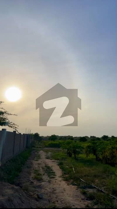 2 Acre 27 Ghunte Agricultural Land For Sale On Main Road In Darsano Channa Ideal For Farming & Investment