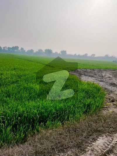 Agricultural Land Of 8000 Kanal For sale In Mankera Road