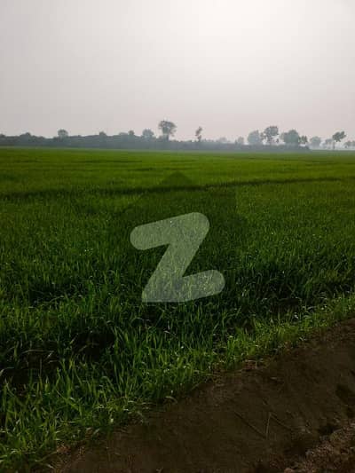 200 Kanal Agricultural Land For sale In Mankera
