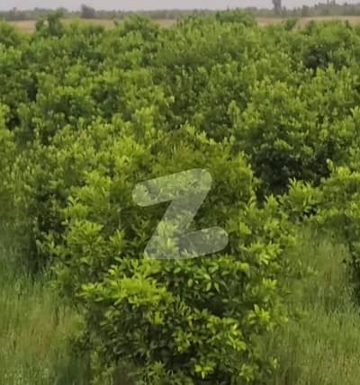 خوشاب روڈ سرگودھا میں 123 کنال زرعی زمین 4.3 کروڑ میں برائے فروخت۔