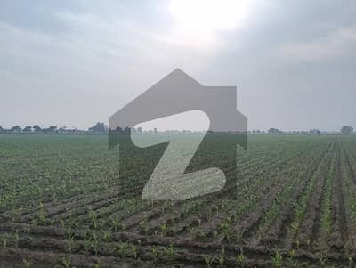 اڈہ بوسن ملتان میں 24 کنال زرعی زمین 2.4 کروڑ میں برائے فروخت۔