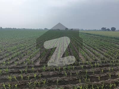 بہاولپور روڈ ملتان میں 800 کنال زرعی زمین 24.0 کروڑ میں برائے فروخت۔