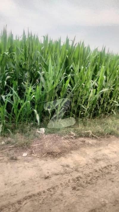 Hy I'm selling 32 acre raqba urgent on carpet road.