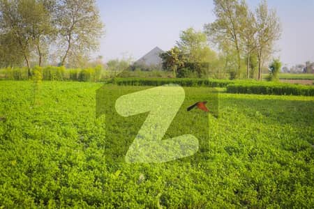 Ideal 4 Kanal Land For Farmhouse, Dairy Farming & Cattel Farming At Link Samundri Road Faisalabad Punjab