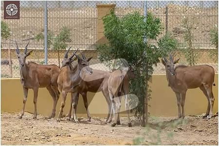 بحریہ آرچرڈ فیز 4 بحریہ آرچرڈ,لاہور میں 1 کنال رہائشی پلاٹ 1.5 کروڑ میں برائے فروخت۔