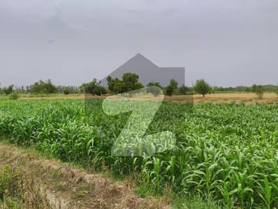 49 Acer Fully Agriculture Land For Sale For Investment at Nearby Shahkot Punjab