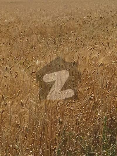 Looking For A Agricultural Land In Dharyala Jalap