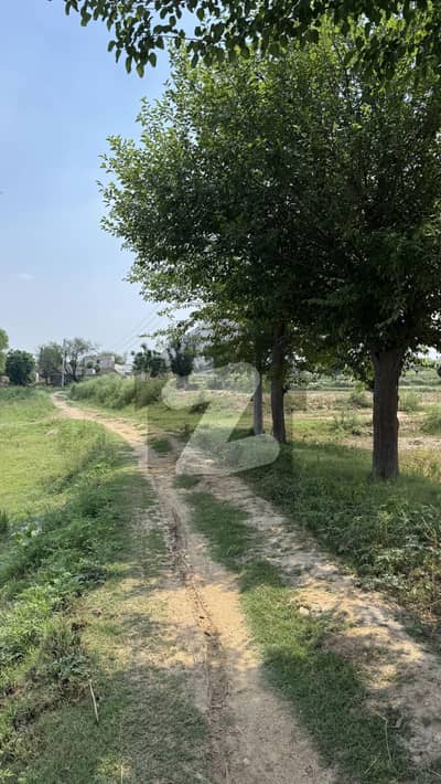 16 kanal Agricultural land Chakwal