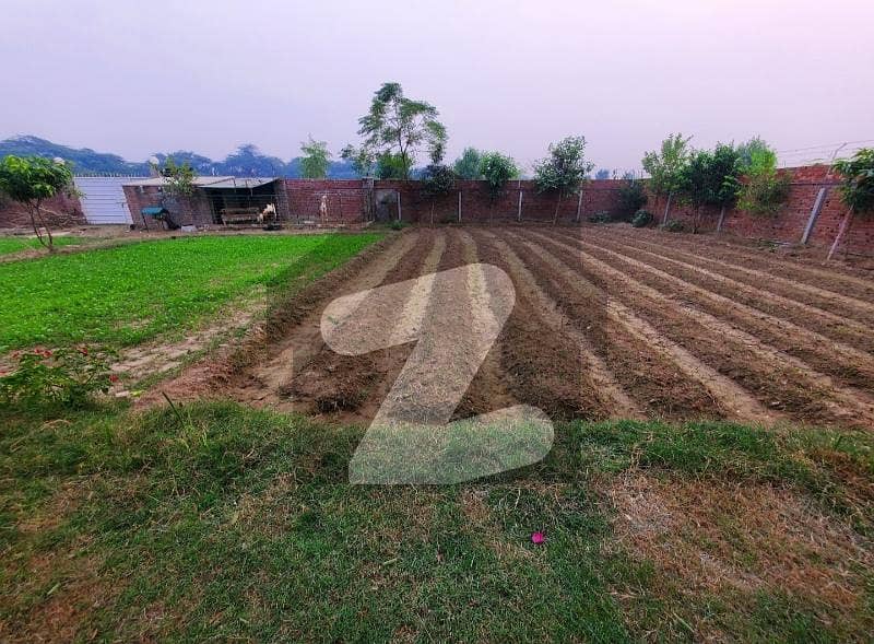 Dairy Farm for Rent Barki Road Lahore Cantt Dairy Farm for Rent Barki Road Lahore Cantt