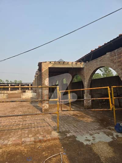 Dairy Farm Is Available For Rent In Raiwind Road Lahore