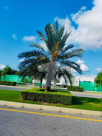 بحریہ آرچرڈ فیز 2 بحریہ آرچرڈ,لاہور میں 5 مرلہ رہائشی پلاٹ 45.0 لاکھ میں برائے فروخت۔