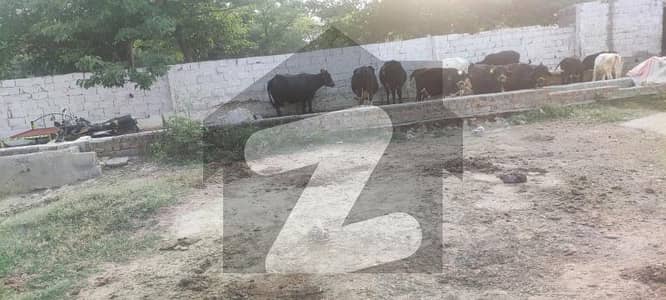 Goat / Cattele Farm Available For Rent