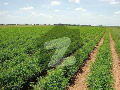 9 Kanal Agricultural Land For Sale Chak 39/3-R, Okara.