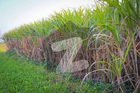 Fully agriculture 60 Acer land For Sale at Nearby Painsra Gojra Road Faisalabad