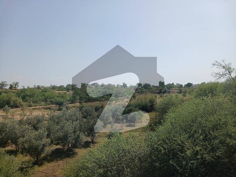215 Kanal Agriculture/Farm House Land For Sale Balkasar 215 Kanal Agriculture/Farm House Land For Sale Balkasar